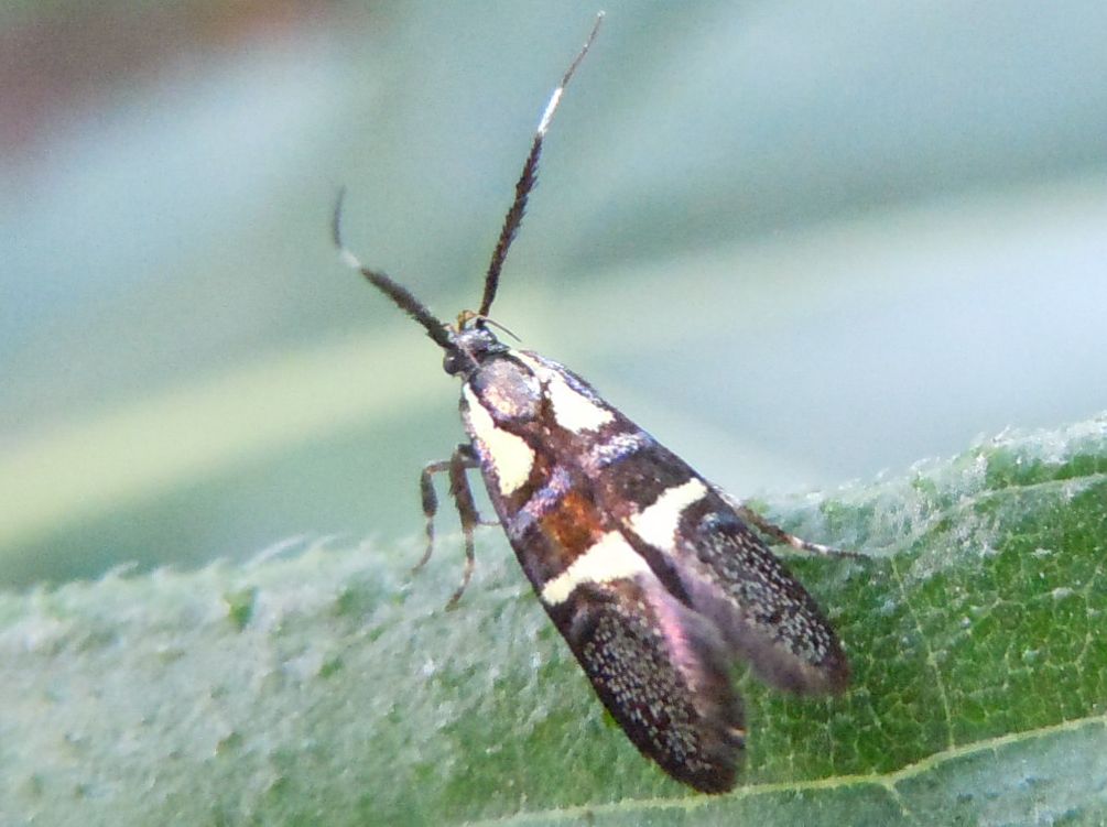 Dasycera oliviella